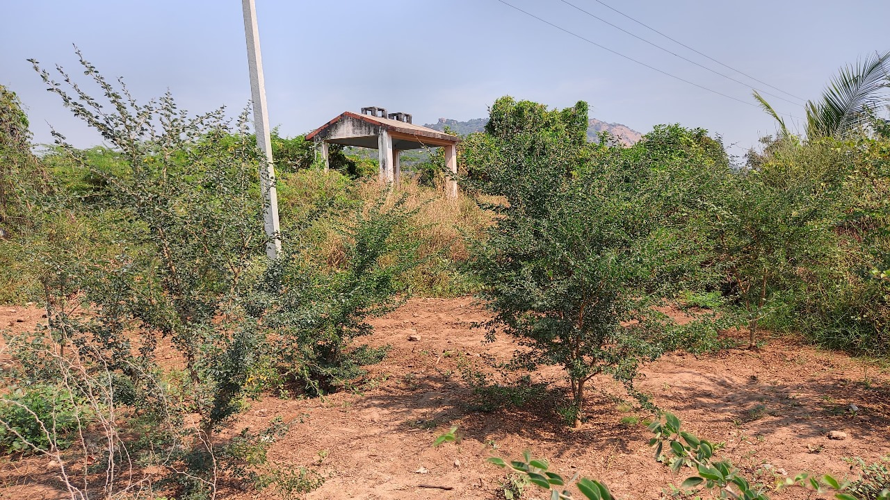 Tree plantation drive